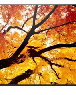 Sharp Monitor MultiSync M502 50 inches 550cd/m2 24/7