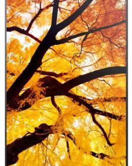 Alternative view of Sharp Monitor MultiSync M502 50 inches 550cd/m2 24/7