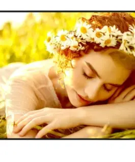 LG Electronics Monitor 65UL5Q-E 500cd/m2 UHD 24/7