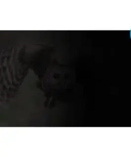 Natec Privacy filter Owl