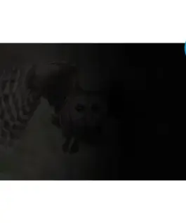 Natec Privacy filter Owl