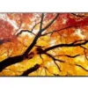 Sharp Display MultiSync M322 32-inch 24/7