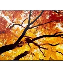 Sharp Display MultiSync M322 32-inch 24/7