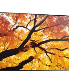 Sharp Monitor M652 65 inches 24/7 550cd/m2