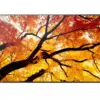 Sharp Monitor M652 65 inches 24/7 550cd/m2