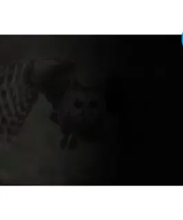 Natec Privacy filter Owl 14 16:10